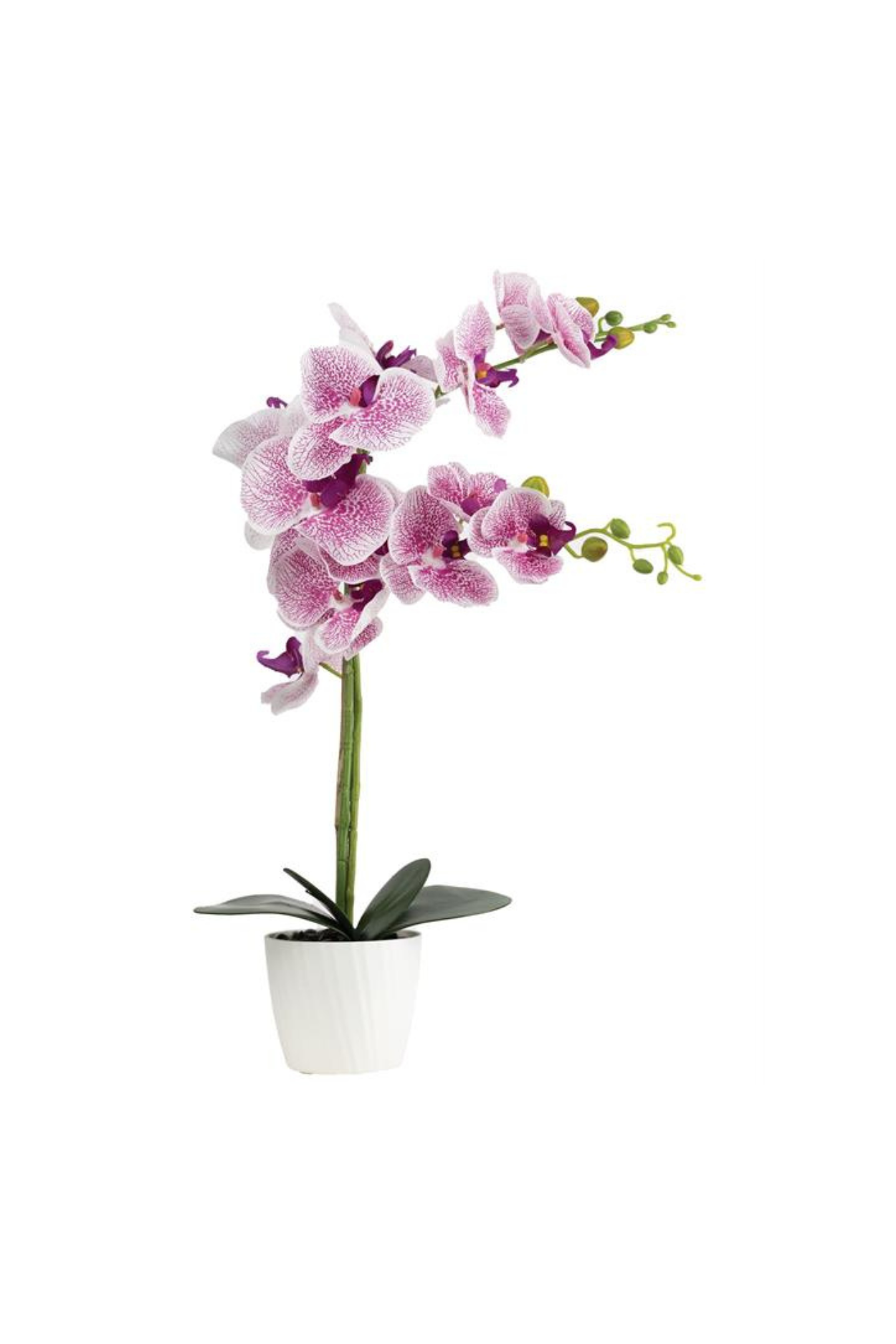 Orchid - Pink
