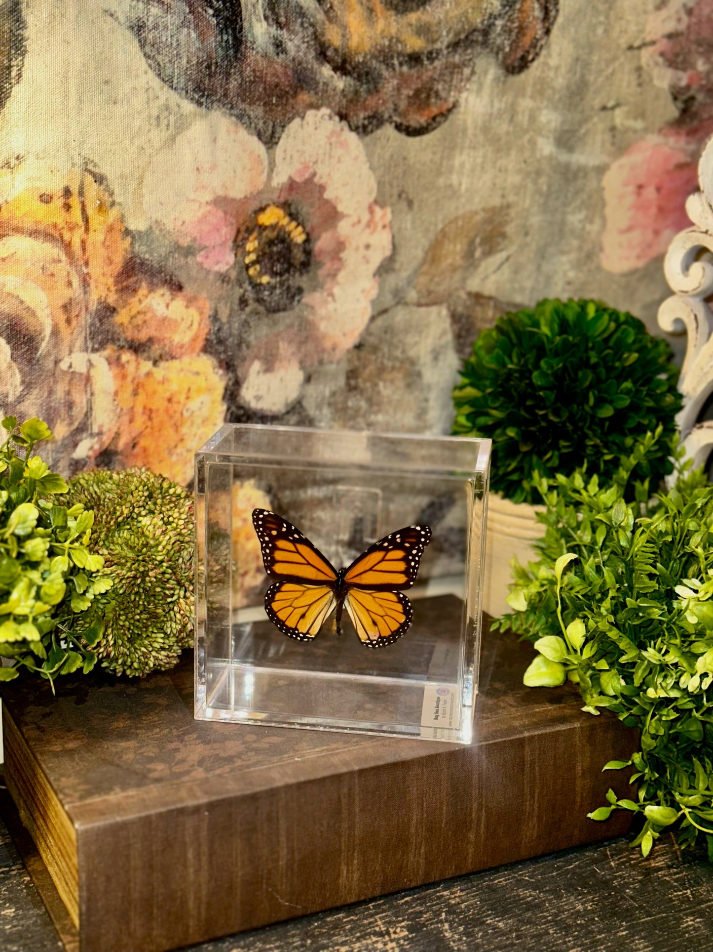 Acrylic Preserved Butterfly