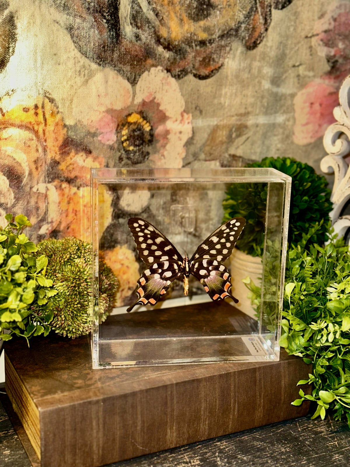 Acrylic Preserved Butterfly